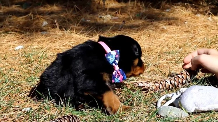 Rottweiler dogs for sale: Raven - Video 2