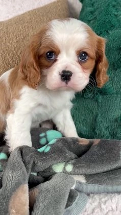 Cavalier King Charles Spaniel dogs for sale: Alice - Video 1