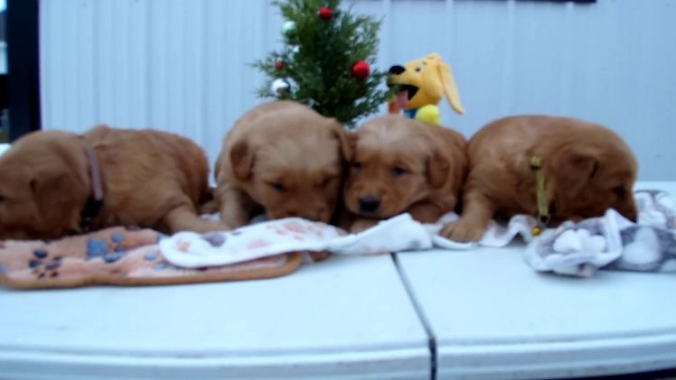 Golden Retriever dogs for sale: Golden Retriever Puppy 1 Buster - Video 1