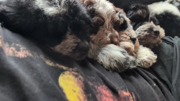 Mixed Breed dogs for sale: MAKI - Video 1