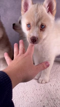 Pomsky dogs for sale: AJay - Video 2