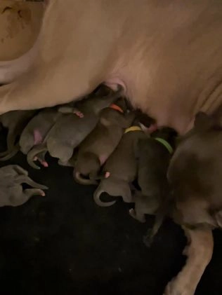 Cane Corso dogs for sale: Cane Corso Litter - Blue Dilutes - Video 1