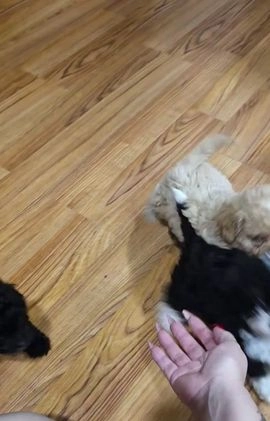 Toy Poodle dogs for sale: Princess  - Video 1