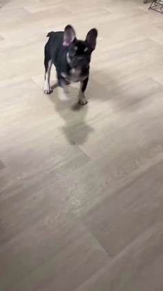 French Bulldog dogs for sale: French Bulldog Puppy 2 - Video 1