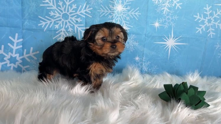 Yorkshire Terrier dogs for sale: Cedar - Video 1