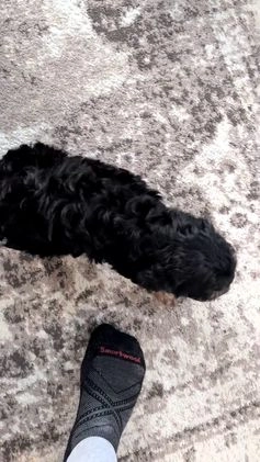 Cavapoo dogs for sale: Andra - Video 1