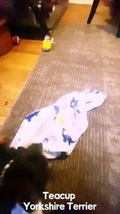 Yorkshire Terrier dogs for sale: 🐾 Puppy #1 – Oliver (Male) - Video 1