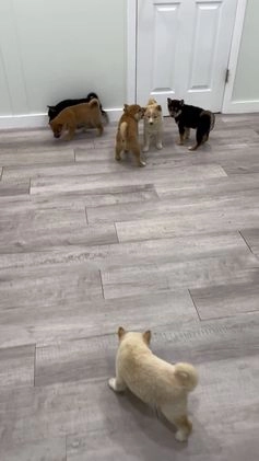 Shiba Inu dogs for sale: Lukas - Video 2