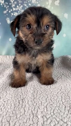 Morkie dogs for sale: Baxter - Video 1