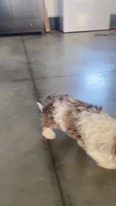 Cavapoo dogs for sale: Blue - Video 1