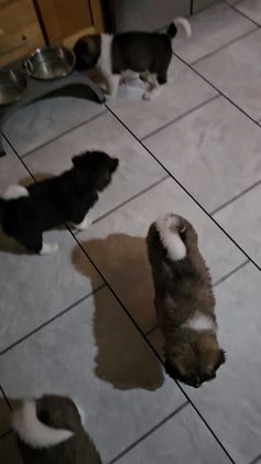 Akita dogs for sale: Troy - Video 1