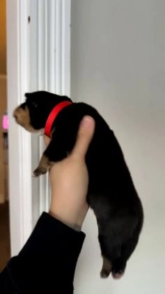 Mixed Breed dogs for sale: Ares - Video 1