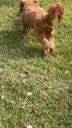 Cavapoo dogs for sale: Cavapoo Puppy 3 - Video 5