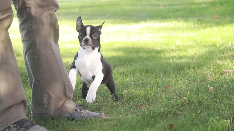 Boston Terrier dogs for sale: Howie - Video 1