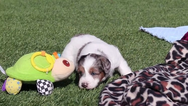 Mini Bernedoodle dogs for sale: Charlotte - Video 1