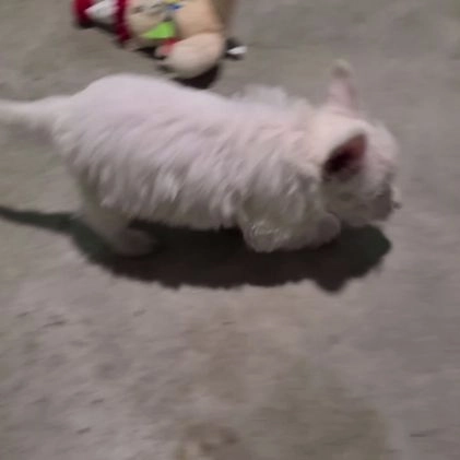 West Highland Terrier dogs for sale: Macey - Video 1