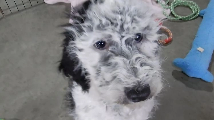 Sheepadoodle dogs for sale: Panda (medium) - Video 2