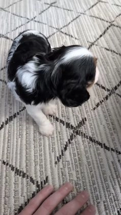 Cavalier King Charles Spaniel dogs for sale: Ruby - Video 1