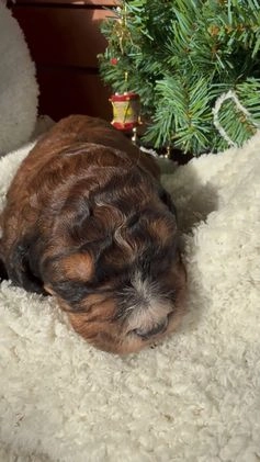 Saint Berdoodles dogs for sale: Bella - Video 4