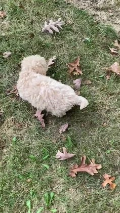 Bichpoo dogs for sale: Theo - Video 5