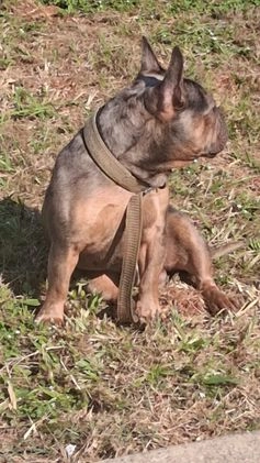 French Bulldog dogs for stud: Buddy for stud +ivf - Video 1