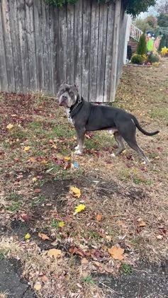 American Bully dogs for stud: KFK Ace  - Video 1