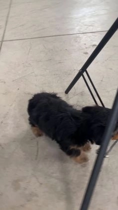 Yorkiepoo dogs for sale: Lacey - Video 1