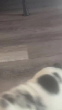 English Bulldog dogs for sale: English Bulldog Puppy 1 - Video 1