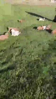 Goldendoodle dogs for sale: Harette - Video 1