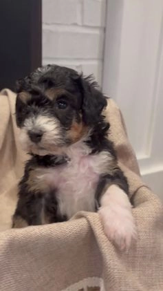 Mini Bernedoodle dogs for sale: Sophie - Video 2