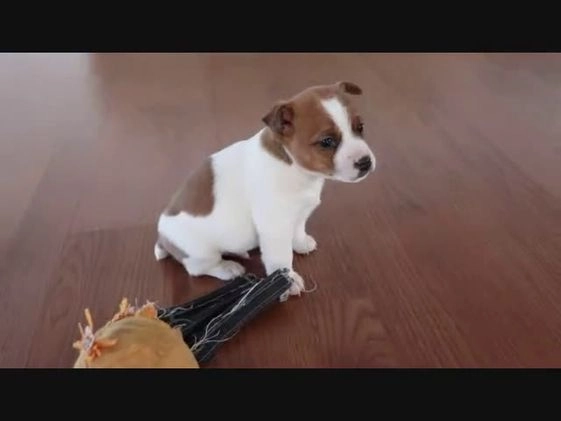 Jack Russell Terrier dogs for sale: Steven - Video 1