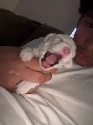 Malshi dogs for sale: Malshi Puppy 1 - Video 2