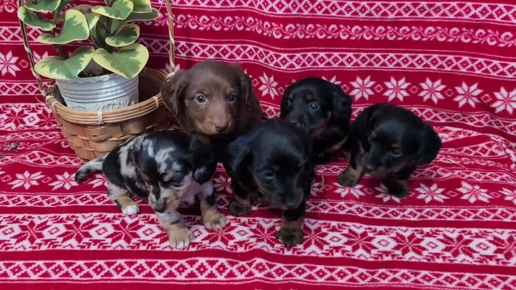 Miniature Dachshund dogs for sale: Andy  - Video 1