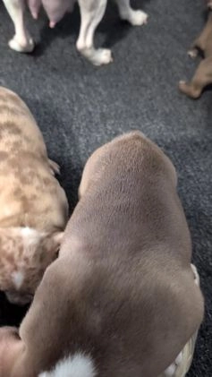 Frenchton dogs for sale: Lyla  - Video 3