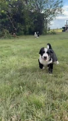 Aussiedoodle dogs for sale: Pepper - Video 1