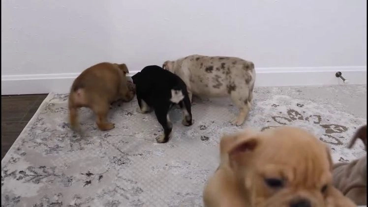 English Bulldog dogs for sale: Paris - Video 1