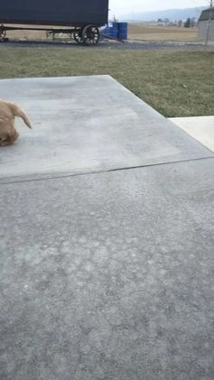 Golden Retriever dogs for sale: Nugget - Video 1