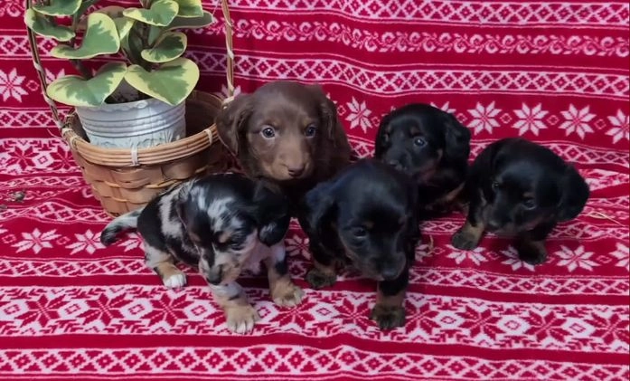 Miniature Dachshund dogs for sale: Amber  - Video 1