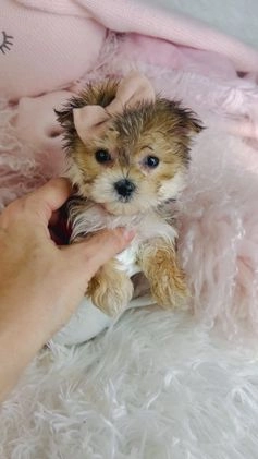 Morkie dogs for sale: Teacup Morkie Puppy 1 - Video 2