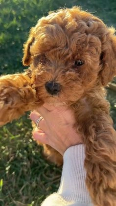 Toy Poodle dogs for sale: Coco- AKC POTTY TRAINED - Video 1
