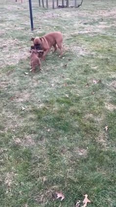 Boxer dogs for sale: Hank - Video 1