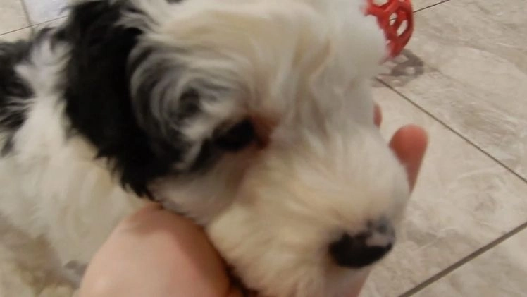 Sheepadoodle dogs for sale: Alec - Video 1