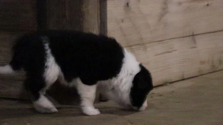 Border Collie dogs for sale: Border Collie Puppy 1 - Video 1
