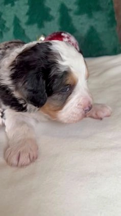 Mini Bernedoodle dogs for sale: Jolly Boy - Video 1