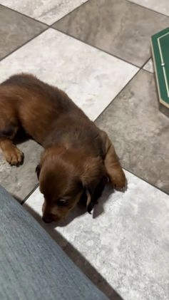 Miniature Dachshund dogs for sale: Jake - Video 1