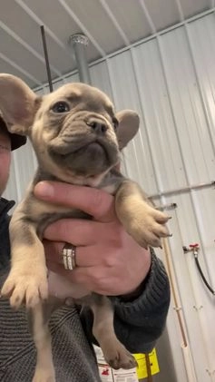 French Bulldog dogs for sale: Zoey - Video 1