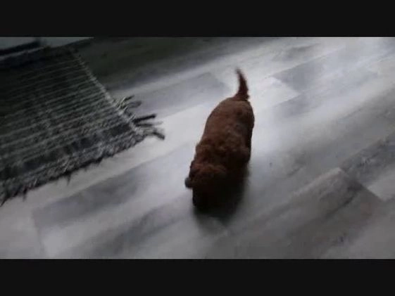 Miniature Poodle dogs for sale: Buddy - Video 1