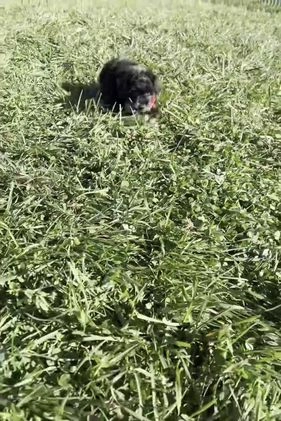 Toy Poodle dogs for sale: Flashy  - Video 1