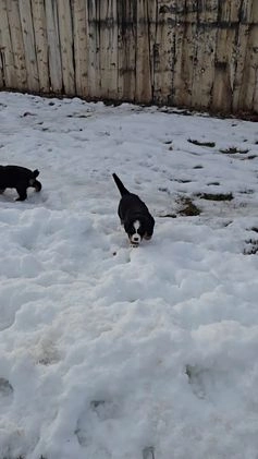 Bernese Mountain Dog dogs for sale: Red - Video 2