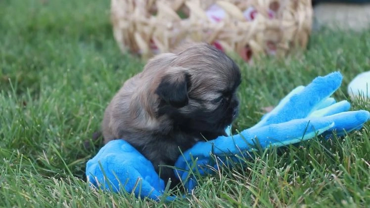 Shih Tzu dogs for sale: Herb - Video 1